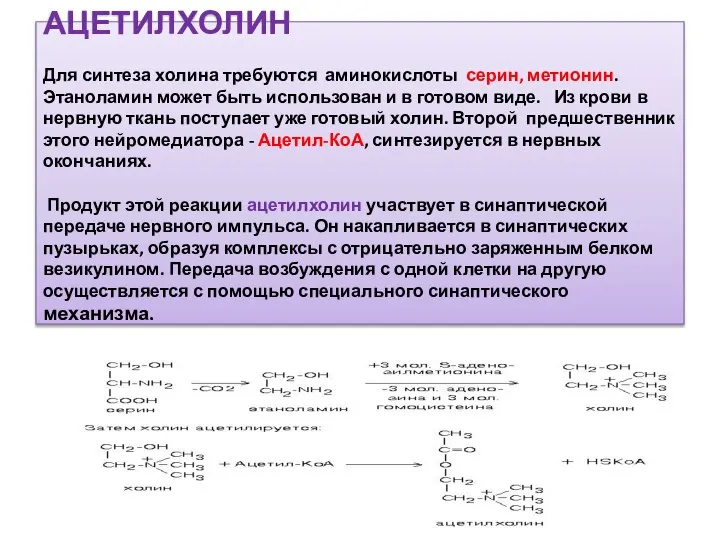 АЦЕТИЛХОЛИН Для синтеза холина требуются аминокислоты серин, метионин. Этаноламин может быть