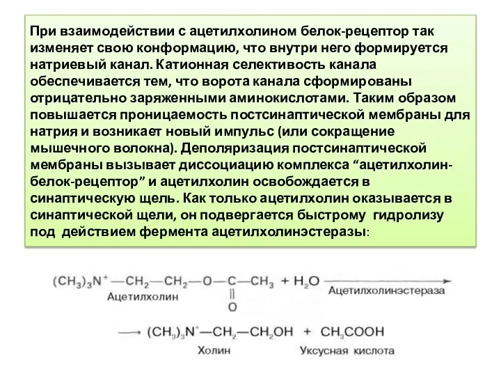 При взаимодействии с ацетилхолином белок-рецептор так изменяет свою конформацию, что внутри