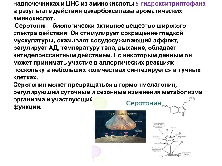 Серотонин - нейромедиатор проводящих путей. Образуется в надпочечниках и ЦНС из