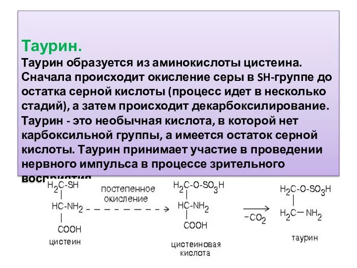 Таурин. Таурин образуется из аминокислоты цистеина. Сначала происходит окисление серы в