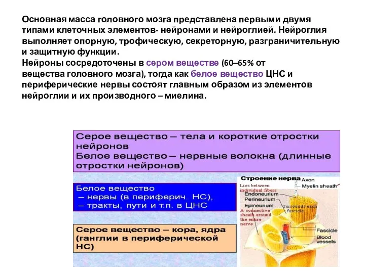 Основная масса головного мозга представлена первыми двумя типами клеточных элементов- нейронами