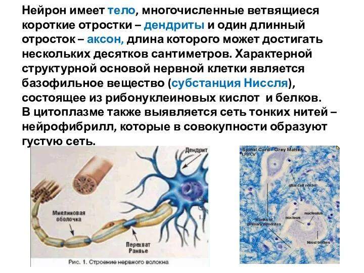Нейрон имеет тело, многочисленные ветвящиеся короткие отростки – дендриты и один