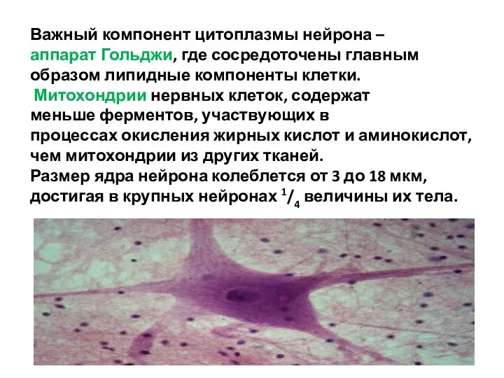 Важный компонент цитоплазмы нейрона – аппарат Гольджи, где сосредоточены главным образом