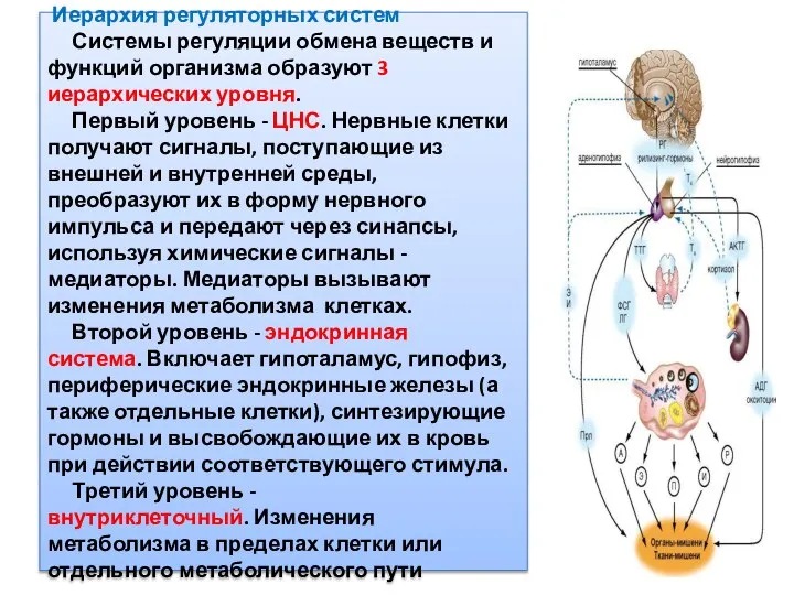 Иерархия регуляторных систем Системы регуляции обмена веществ и функций организма образуют