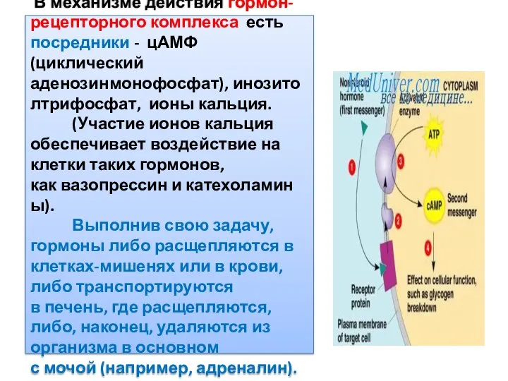 В механизме действия гормон-рецепторного комплекса есть посредники - цАМФ (циклический аденозинмонофосфат),