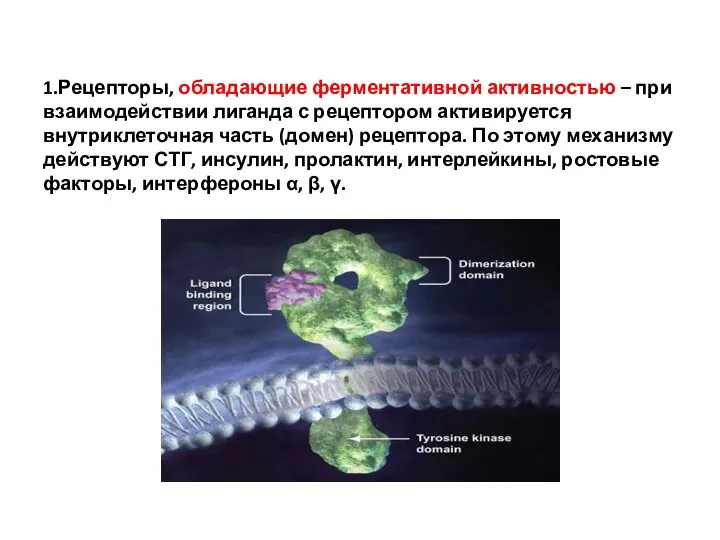 1.Рецепторы, обладающие ферментативной активностью – при взаимодействии лиганда с рецептором активируется