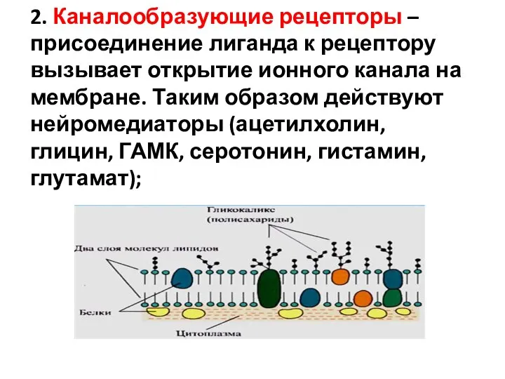 2. Каналообразующие рецепторы – присоединение лиганда к рецептору вызывает открытие ионного