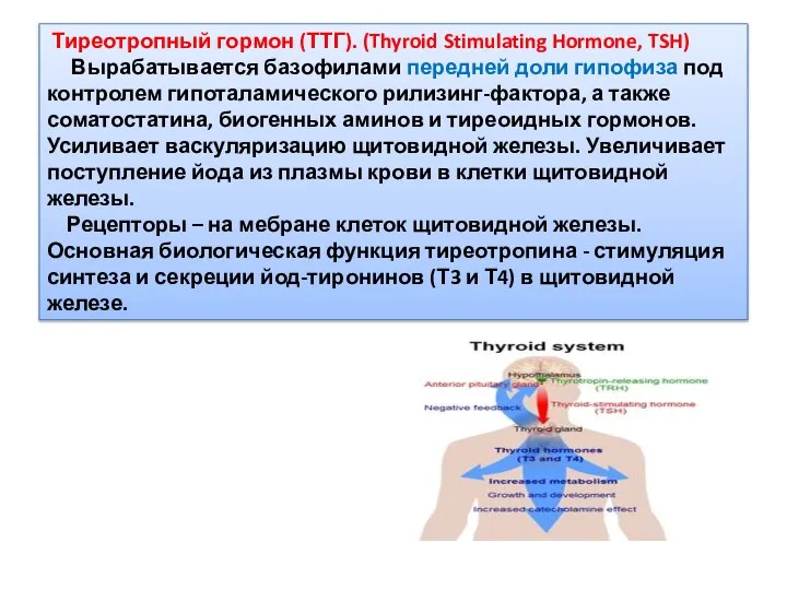 Тиреотропный гормон (ТТГ). (Thyroid Stimulating Hormone, TSH) Вырабатывается базофилами передней доли