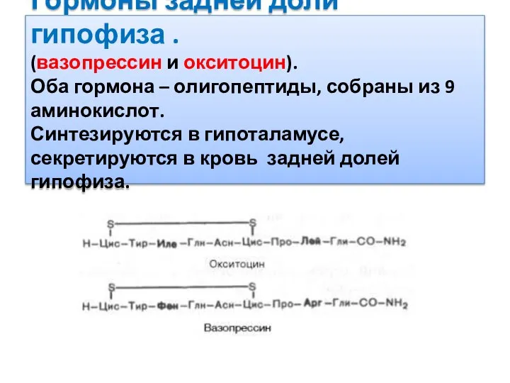 Гормоны задней доли гипофиза . (вазопрессин и окситоцин). Оба гормона –