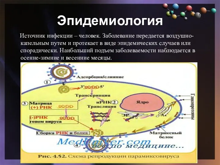 Эпидемиология Источник инфекции – человек. Заболевание передается воздушно-капельным путем и протекает