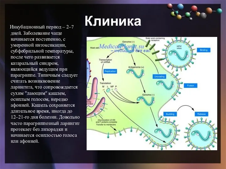 Клиника Инкубационный период – 2–7 дней. Заболевание чаще начинается постепенно, с