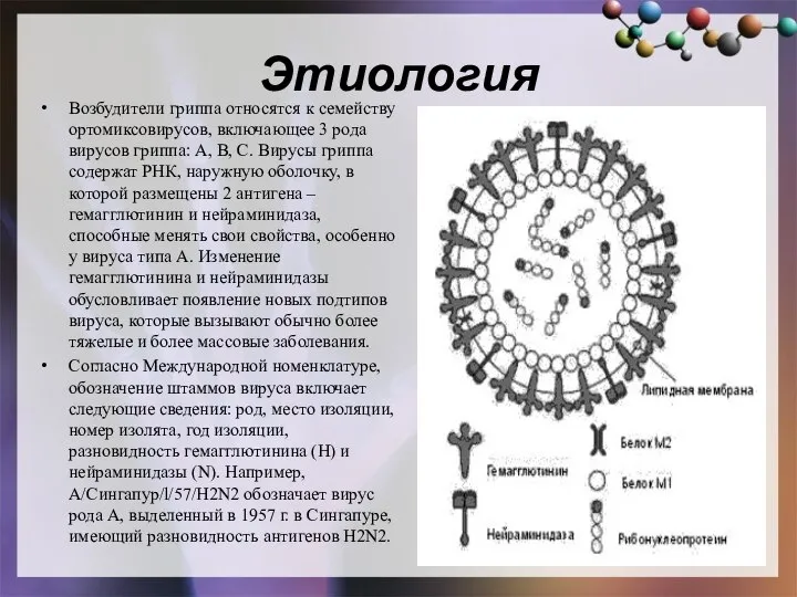 Этиология Возбудители гриппа относятся к семейству ортомиксовирусов, включающее 3 рода вирусов