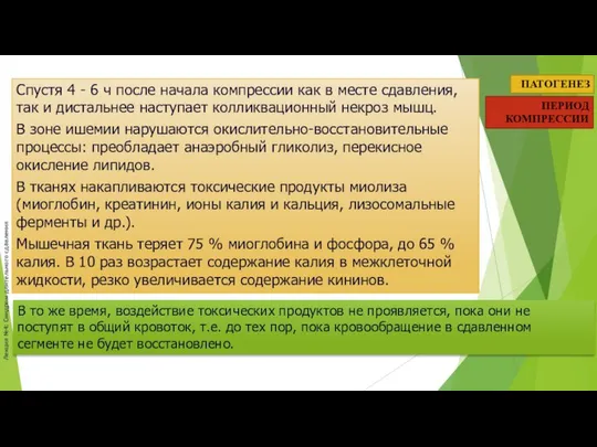 Лекция №4: Синдром длительного сдавления ПАТОГЕНЕЗ ПЕРИОД КОМПРЕССИИ Спустя 4 -