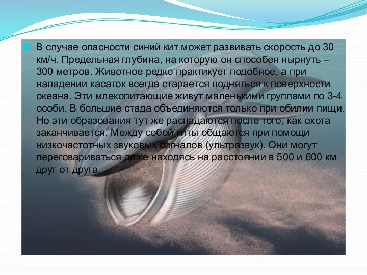 В случае опасности синий кит может развивать скорость до 30 км/ч.