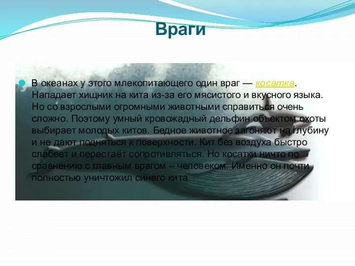 Враги В океанах у этого млекопитающего один враг — косатка. Нападает