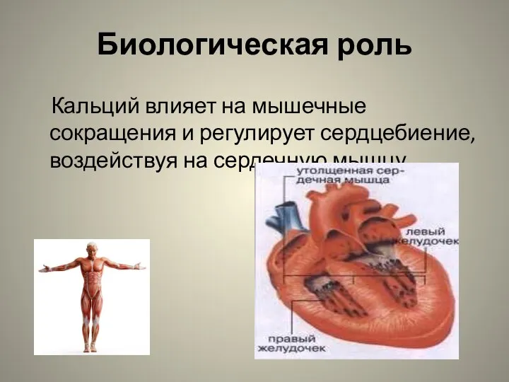 Биологическая роль Кальций влияет на мышечные сокращения и регулирует сердцебиение, воздействуя на сердечную мышцу.