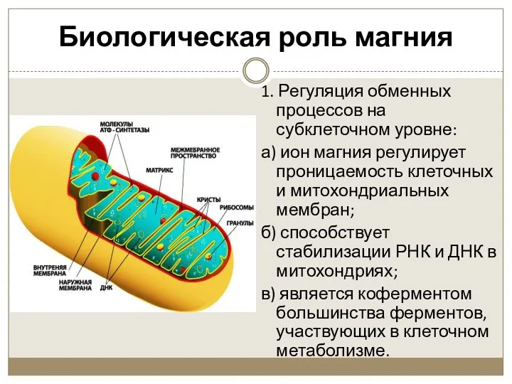 Биологическая роль магния 1. Регуляция обменных процессов на субклеточном уровне: а)