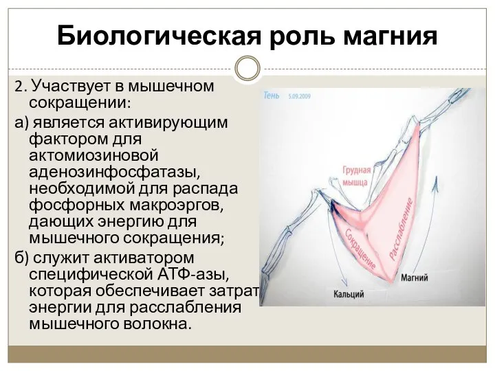 Биологическая роль магния 2. Участвует в мышечном сокращении: а) является активирующим