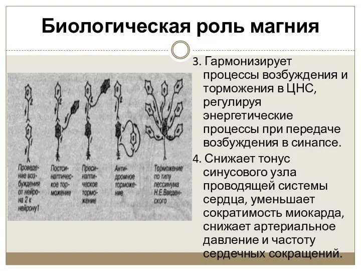 Биологическая роль магния 3. Гармонизирует процессы возбуждения и торможения в ЦНС,