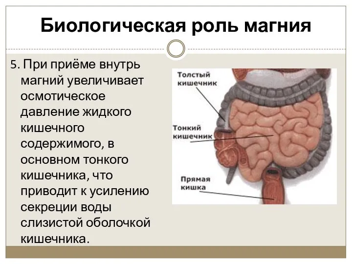 Биологическая роль магния 5. При приёме внутрь магний увеличивает осмотическое давление