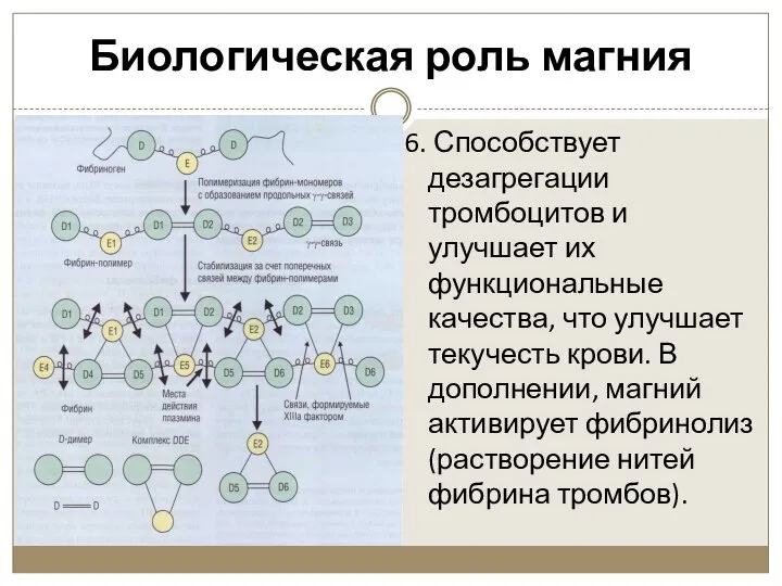 Биологическая роль магния 6. Способствует дезагрегации тромбоцитов и улучшает их функциональные