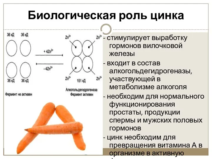 Биологическая роль цинка - стимулирует выработку гормонов вилочковой железы - входит