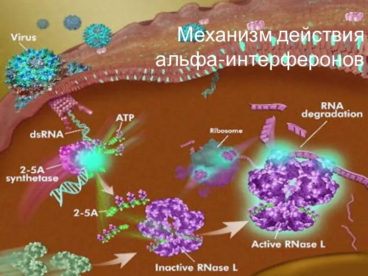 Механизм действия альфа-интерферонов