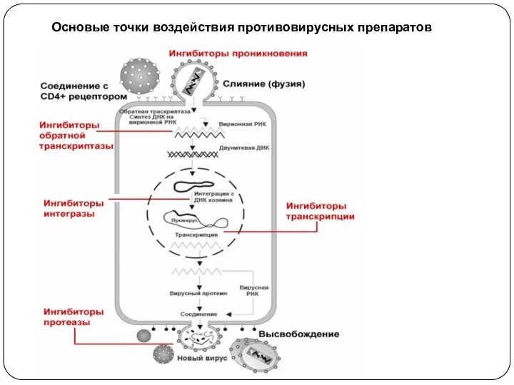 Основые точки воздействия противовирусных препаратов