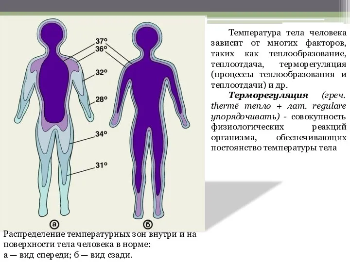 Распределение температурных зон внутри и на поверхности тела человека в норме: