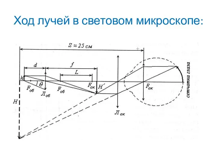 Ход лучей в световом микроскопе: