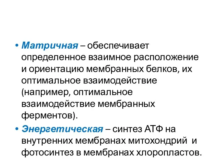 Матричная – обеспечивает определенное взаимное расположение и ориентацию мембранных белков, их