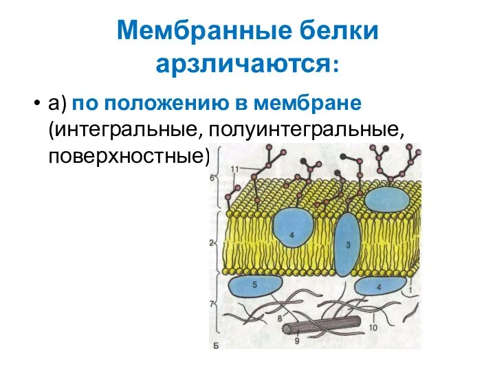 Мембранные белки арзличаются: а) по положению в мембране (интегральные, полуинтегральные, поверхностные);