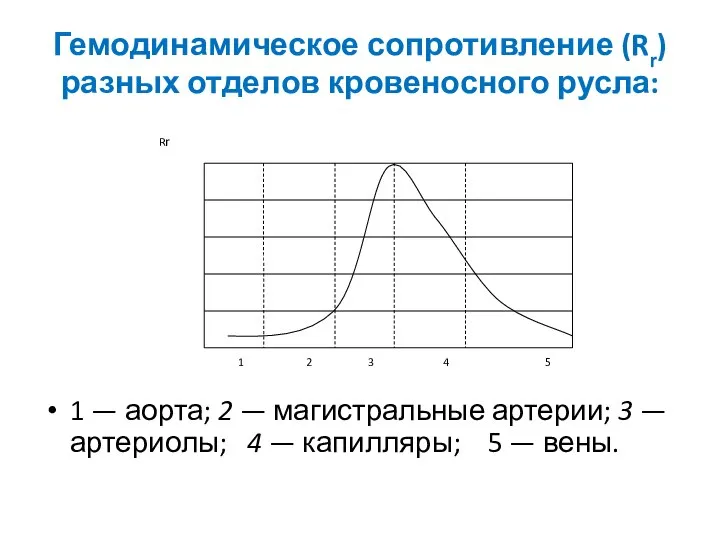 Гемодинамическое сопротивление (Rr) разных отделов кровеносного русла: 1 — аорта; 2