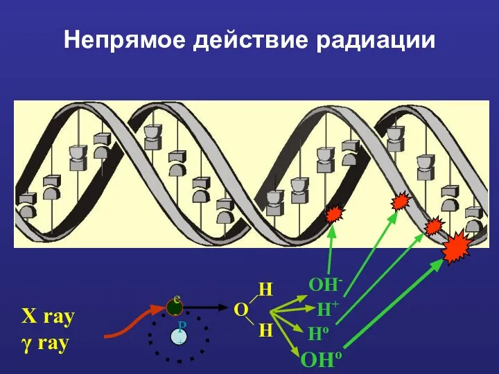 Непрямое действие радиации X ray γ ray P+ e- O H H OH- H+ Ho OHo