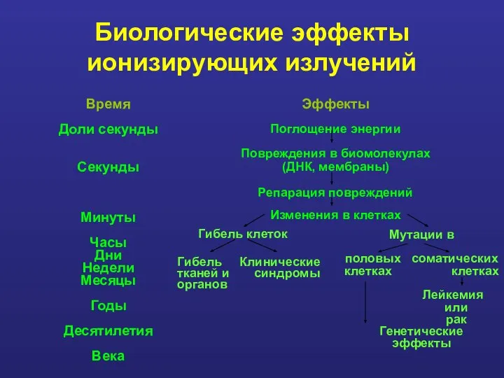 Биологические эффекты ионизирующих излучений Время Доли секунды Секунды Минуты Часы Дни