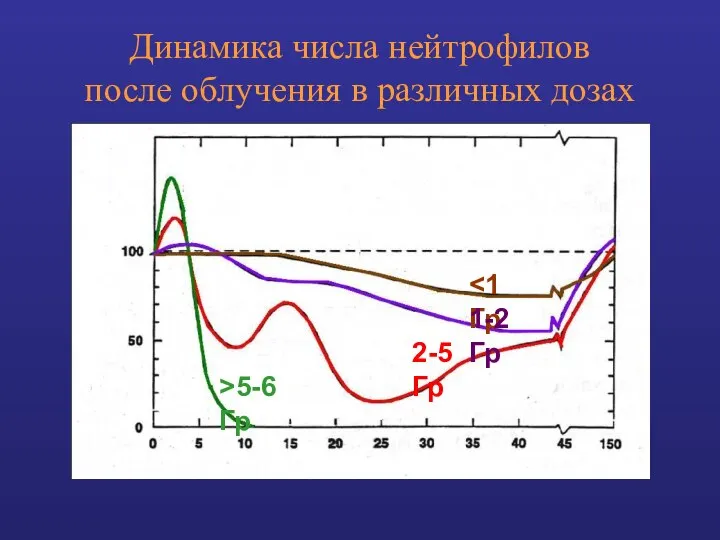 Динамика числа нейтрофилов после облучения в различных дозах 1-2 Гр 2-5