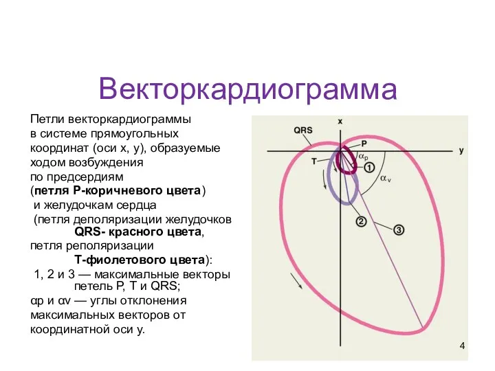 Векторкардиограмма Петли векторкардиограммы в системе прямоугольных координат (оси х, у), образуемые