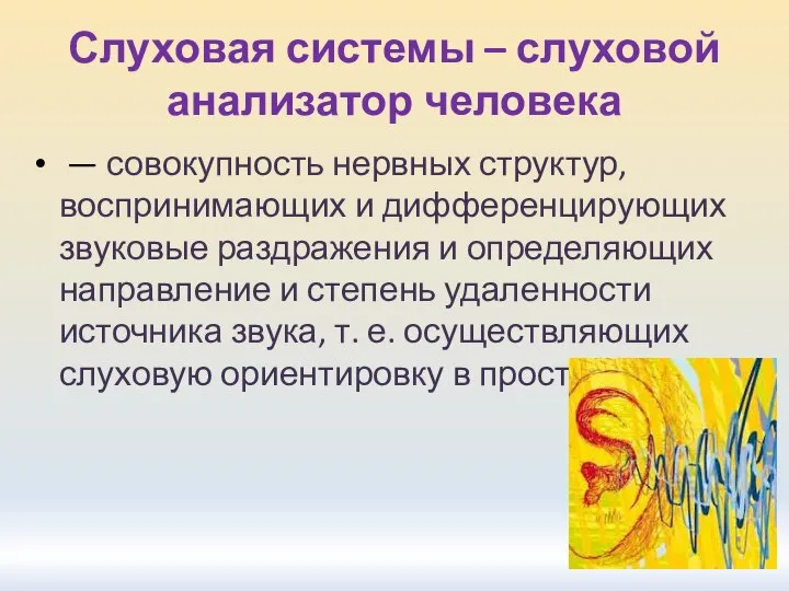 Слуховая системы – слуховой анализатор человека — совокупность нервных структур, воспринимающих