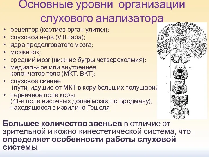 Основные уровни организации слухового анализатора рецептор (кортиев орган улитки); слуховой нерв