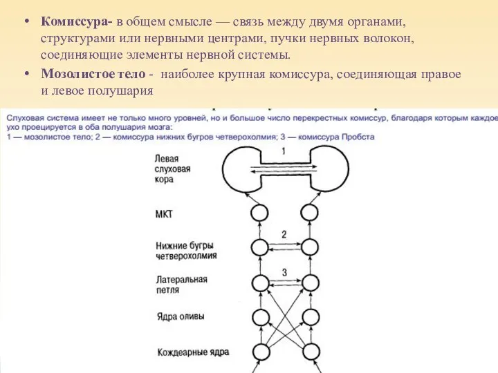 Комиссура- в общем смысле — связь между двумя органами, структурами или