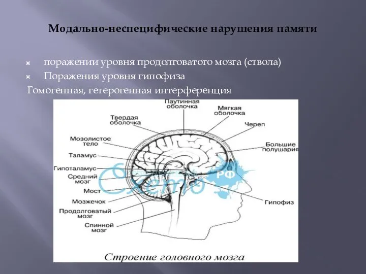 Модально-неспецифические нарушения памяти поражении уровня продолговатого мозга (ствола) Поражения уровня гипофиза Гомогенная, гетерогенная интерференция