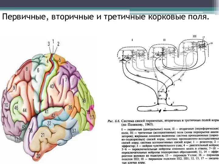 Первичные, вторичные и третичные корковые поля.