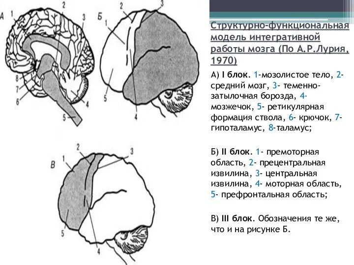 Структурно-функциональная модель интегративной работы мозга (По А.Р.Лурия, 1970) А) I блок.