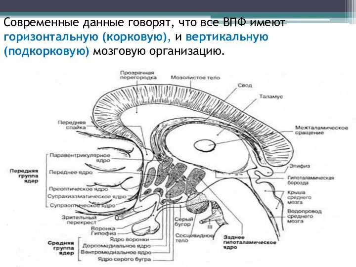 Современные данные говорят, что все ВПФ имеют горизонтальную (корковую), и вертикальную (подкорковую) мозговую организацию.