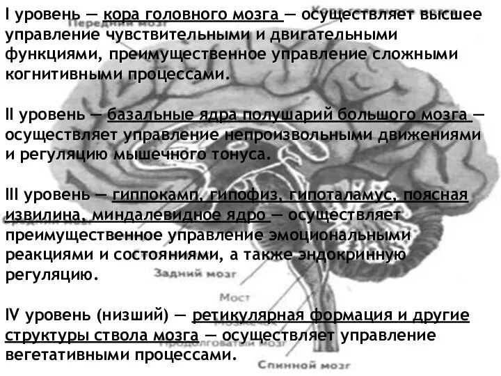 I уровень — кора головного мозга — осуществляет высшее управление чувствительными