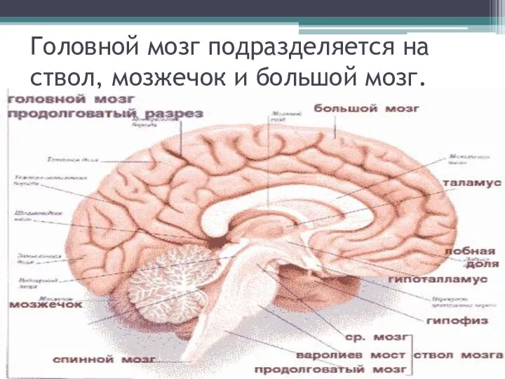 Головной мозг подразделяется на ствол, мозжечок и большой мозг.