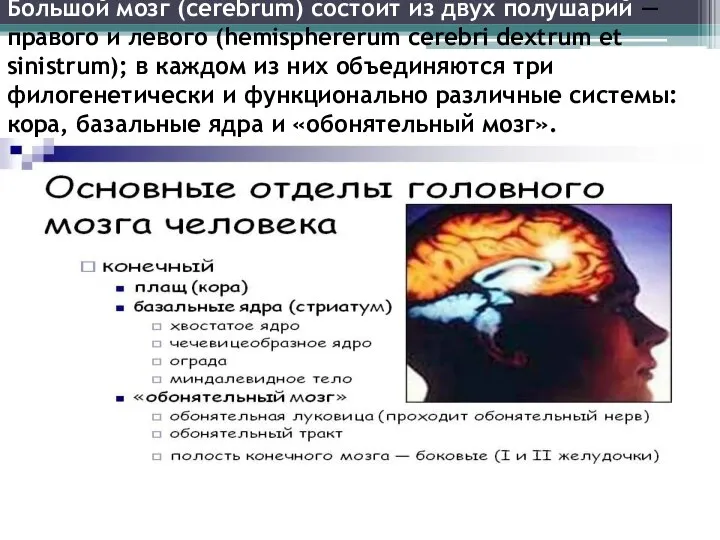 Большой мозг (cerebrum) состоит из двух полушарий — правого и левого