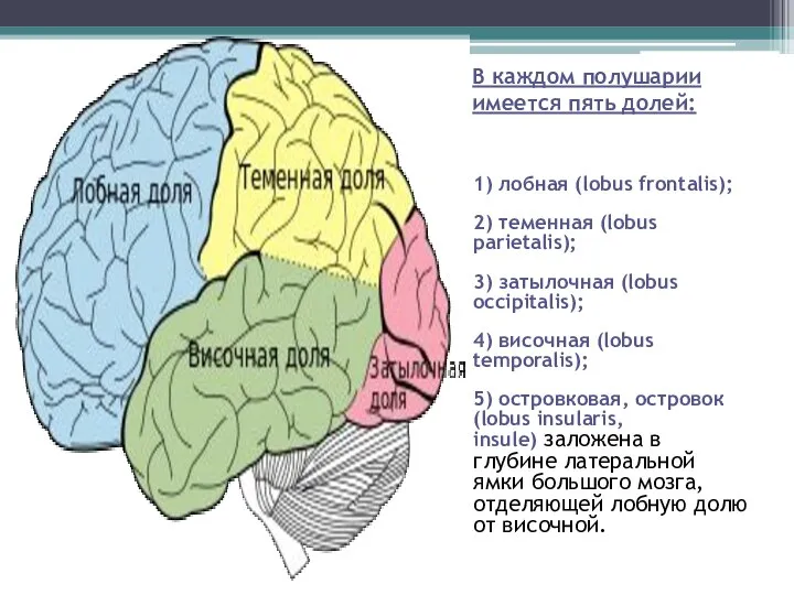 В каждом полушарии имеется пять долей: 1) лобная (lobus frontalis); 2)