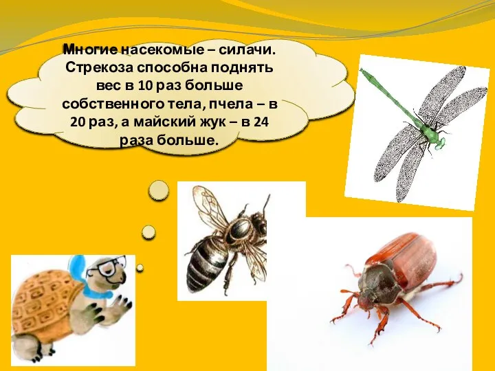 Многие насекомые – силачи. Стрекоза способна поднять вес в 10 раз