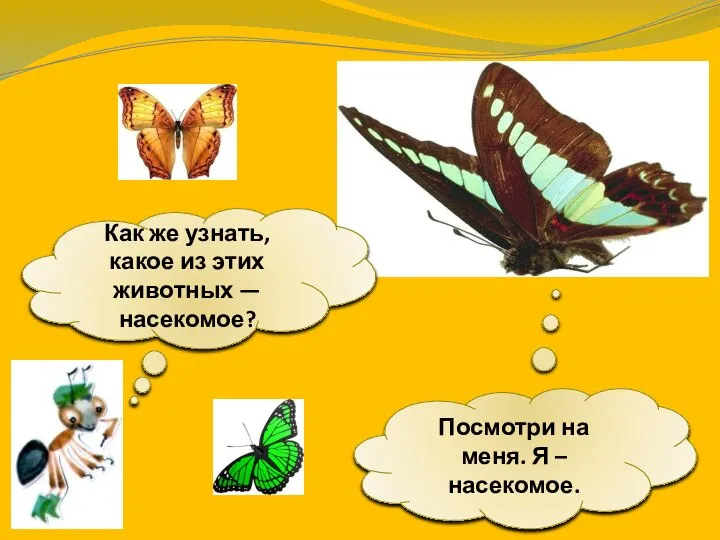 Как же узнать, какое из этих животных — насекомое? Посмотри на меня. Я – насекомое.